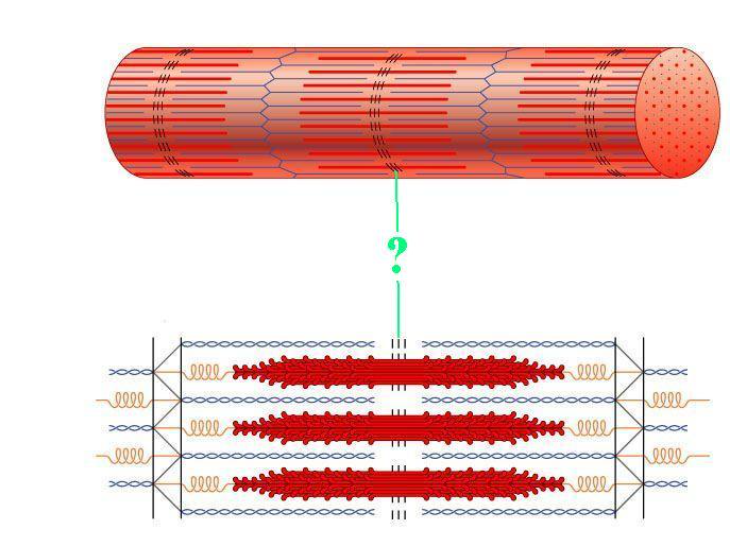 <p>Identify the indicated region of the sarcomere ho</p>