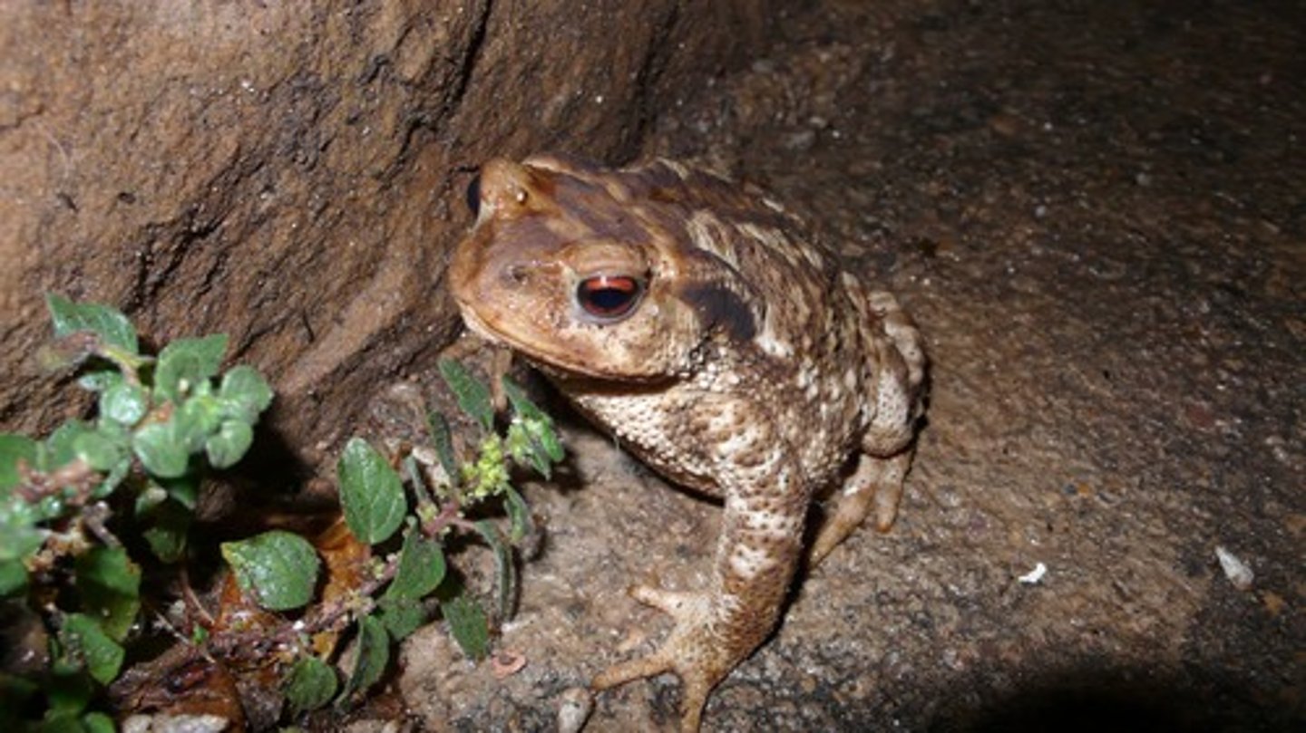 <p>toad</p>