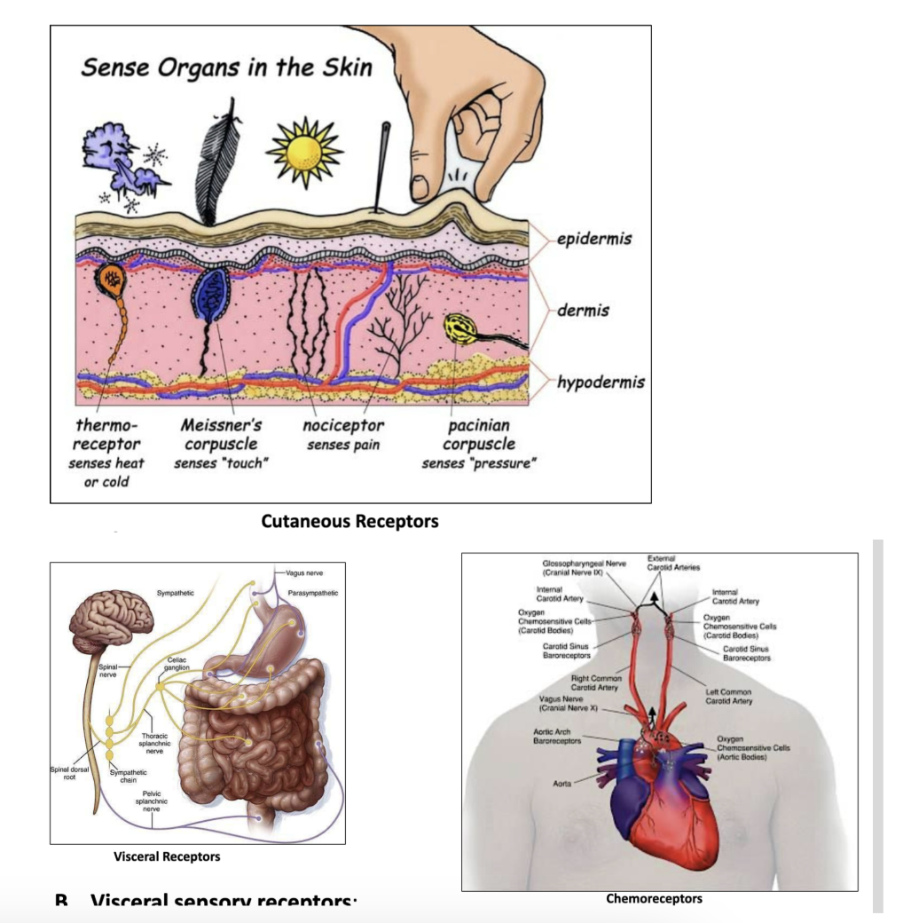 <p><strong>Cutaneous</strong> &amp;<strong> Visceral</strong> Sensory Receptors</p><ul><li><p><strong>Cutaneous</strong> (skin) - Contains the…</p><ul><li><p><strong><em>Thermoreceptors</em></strong><em> </em>which respond to temperature change</p></li><li><p><strong><em>Mechanoreceptors</em></strong> respond to touch, pressure, and vibrations</p></li></ul></li><li><p> <strong>Visceral</strong> (organs)- Contains the …</p><ul><li><p><span><strong><em>Chemoreceptors</em></strong>: respond to chemical changes in blood (like ph &amp; blood)</span></p></li></ul></li></ul><p></p>