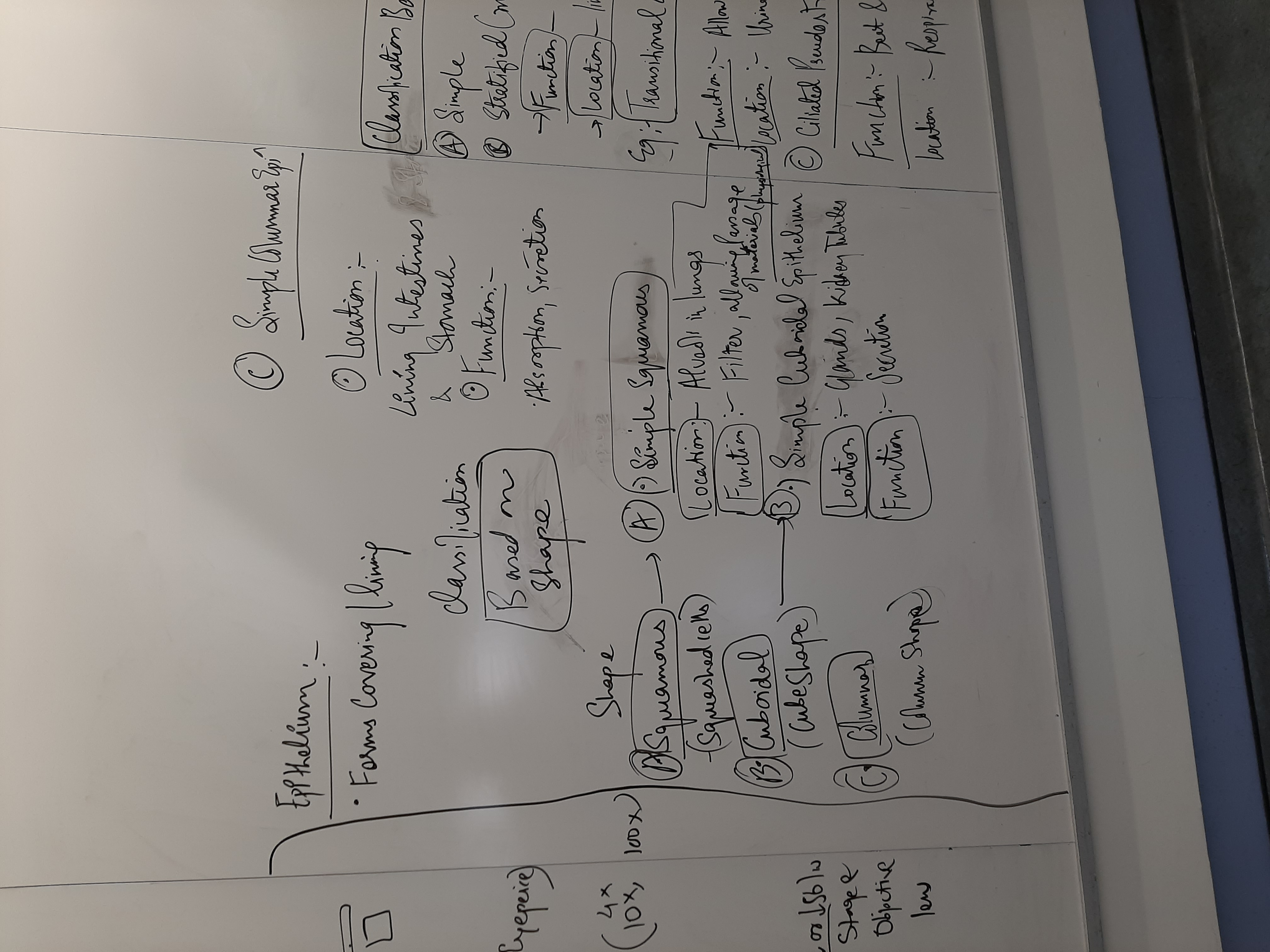 knowt flashcard image