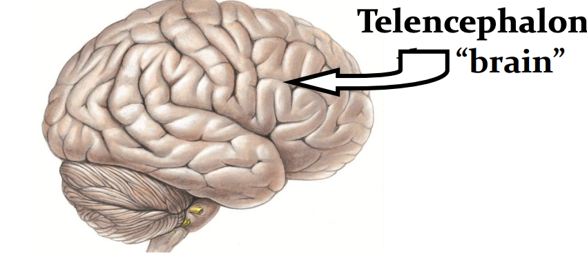 <ul><li><p>cerebral cortex</p></li><li><p>cortex</p></li><li><p>cortical region</p></li><li><p>two cerebral hemispheres </p></li></ul><p></p>