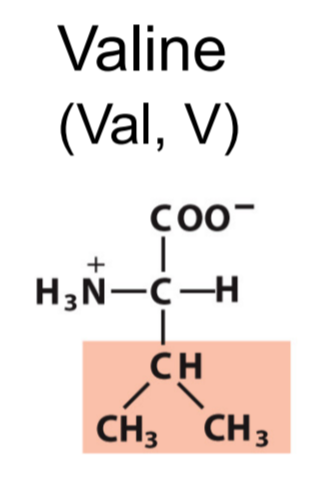 <p>Val, V</p><p>Hydrophobic/Non-polar</p>