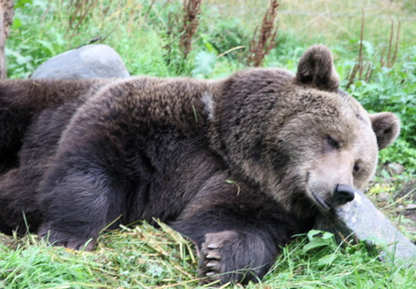 <p>grizzly bear/ brown bear</p>