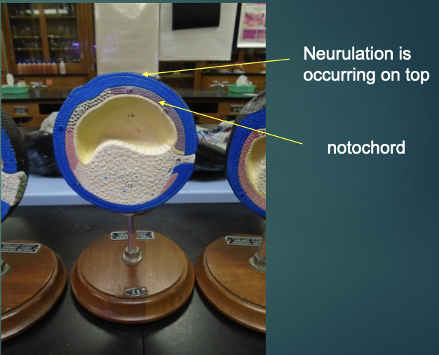 <p>explain the state of the blastula in terms of the neurulation/organogensis process (according to this model)</p>
