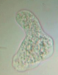 <p>Locomotion of protozoa</p>