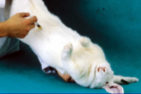 <ul><li><p><span style="background-color: transparent;">A&nbsp; <strong>restrainer is needed to position the rabbit with the head lower than the back legs</strong></span></p><ul><li><p><span style="background-color: transparent;">So abdominal organs fall away from injection site</span></p></li></ul></li><li><p><span style="background-color: transparent;">Assistant <strong><mark data-color="yellow" style="background-color: yellow; color: inherit;">holds animal by the scruff with the dominant hand, and the hind legs with the non dominant hand, allowing its body to rest on the forearm of the hand scruffing</mark></strong></span></p></li><li><p><span style="background-color: transparent;">Position the <strong><mark data-color="yellow" style="background-color: yellow; color: inherit;">needle slightly to the side of the midline, halfway between the cranial edge of the pelvis</mark></strong></span></p></li><li><p><span style="background-color: transparent;"><strong>Direct the needle toward the centre of the abdomen, push it in with a sharp motion to penetrate the muscle, <mark data-color="yellow" style="background-color: yellow; color: inherit;">advancing no further than 1 cm </mark>into the abdomen</strong></span></p></li></ul><p></p>