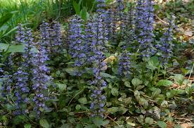 <p><span>Ajuga reptans cv. / Carpet Bugle</span></p>