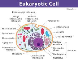 <p>Organisms that have membrane-bound organelles and nuclei.</p>