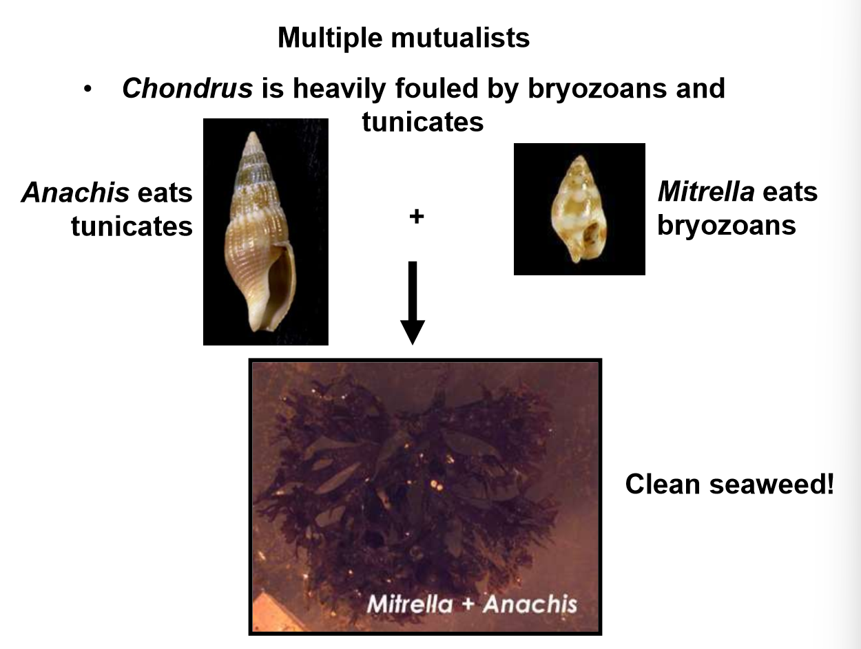 <p>Chondrus is a seaweed that is vulnerable to fouling by bryozoans and tunicates. When both Mitrella and Anachis are present, both tunicate and bryozoan coverage were reduced. A positive net biomass change is only seen when both gastropods are present because the seaweed is clean and can efficiently photosynthesize.</p>