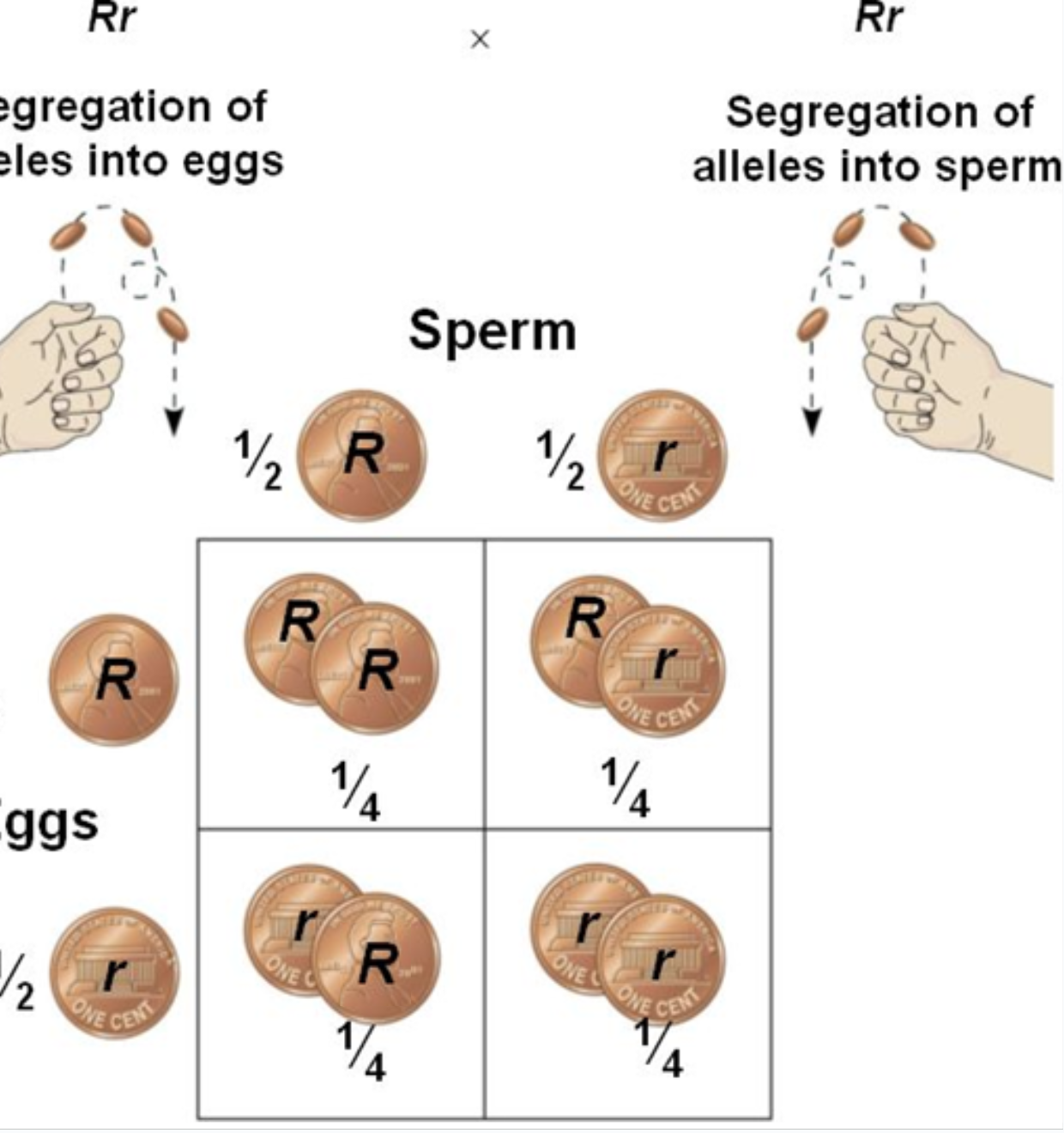 <p>Offspring inherit alleles from their parents.  The probability that an offspring will inherit a specific combination of alleles (and therefore a particular trait) can be  predicted</p>