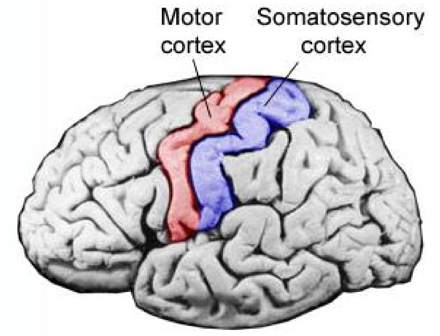 <p>SEE IMAGE ATTACHED.</p><p><strong><mark data-color="#e45bec" style="background-color: #e45bec; color: inherit"><u>The motor cortex</u></mark></strong><br>The <strong>motor cortex</strong> is located in the frontal lobe of the brain, along a bumpy region known as the precentral gyrus. </p><p>The motor cortex is responsible for the generation of voluntary motor movements on one side of the brain, controlling the muscles on the opposite side of the body. </p><p>It is present in both the hemispheres of the brain. Different parts of the motor cortex exert control over different parts of the body. These regions are arranged logically next to one another, e.g. the region that controls the actions of the foot is next to the region that controls the leg and so on.</p><p></p><p></p><p><strong><mark data-color="#df7b7b" style="background-color: #df7b7b; color: inherit"><u>The somatosensory cortex</u></mark></strong><br>The <strong>somatosensory cortex </strong>is located in the parietal lobe of the brain, along a region known as the postcentral gyrus. The postcentral gyrus is the area of the cortex dedicated to the processing of sensory information related to touch. </p><p>The <strong>somatosensory cortex</strong> detects sensory events arising from different regions of the body. Using sensory information from the skin, the somatosensory cortex produces sensations of touch, pressure, pain and temperature, which it then localises to specific body regions.</p><p>As with the motor cortex, both hemispheres have a somatosensory cortex, with the cortex on one side of the brain receiving sensory information from the opposite side of the body.</p>
