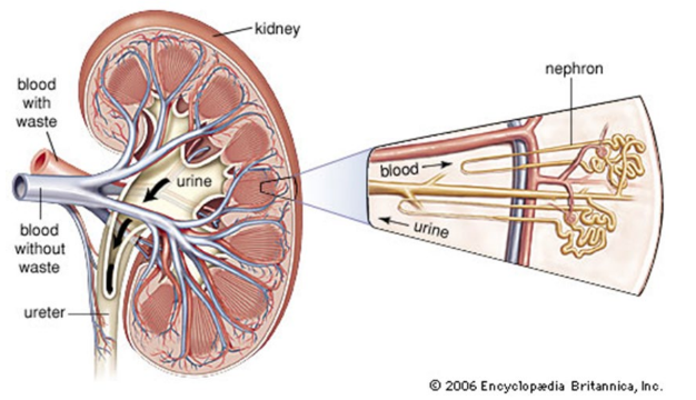 The functional unit of the kidney is the nephron. 

* The striated appearance of the kidney tissue is due to the alignment of the nephrons.  

Each kidney contains more than 1 million nephrons. 

* They are selective filters, which regulate blood composition and pH, and excrete wastes and toxins.