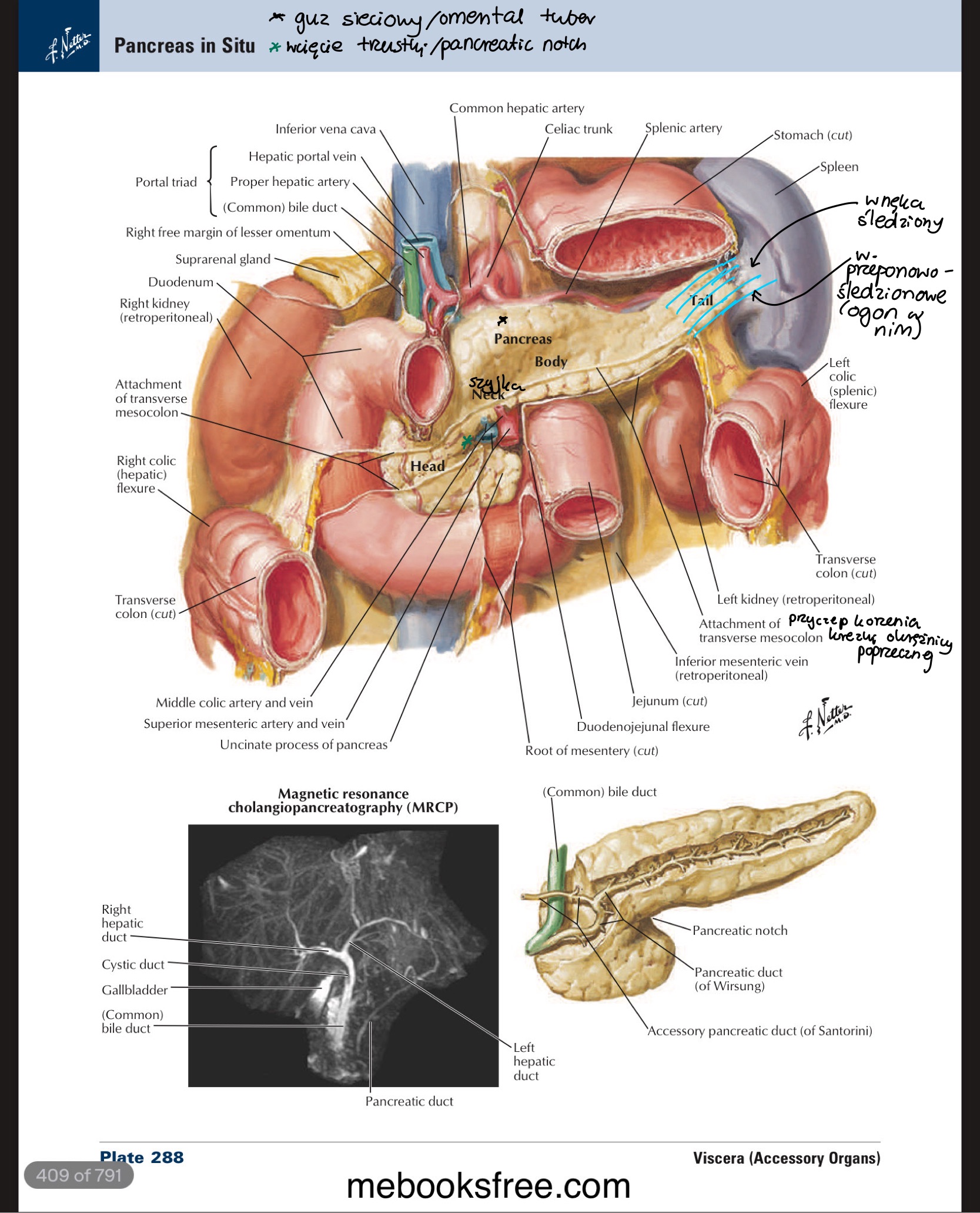 <ul><li><p>naczynia krezkowe górne</p></li><li><p>ż. wrotna</p></li><li><p>przewód żółciowy wspólny</p></li><li><p>naczynia nerkowe prawe</p></li><li><p>ż. główna dolna</p></li></ul>