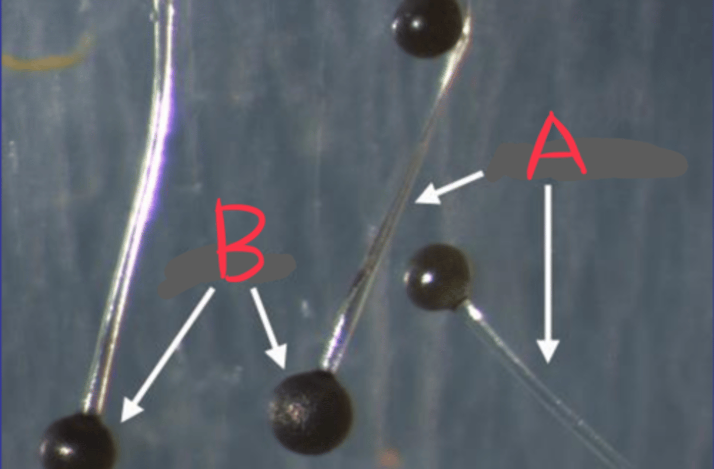 <p>A</p><p>Asexual reproductive structure in Zygomycetes.</p>