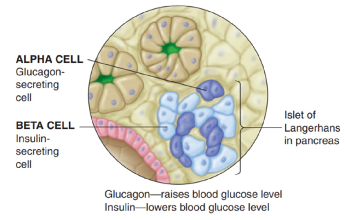 <p>- cells that synthesize insulin</p><p>- stimulus: high levels of serum glucose</p><p>- Glucose enters Pancreatic Beta cell via Glucose transporter => metabolized via Glucokinase into ATP => closes K channels (on Beta cell) => depolarization => Insulin secretion</p><p>- Insulin from pancreas enters hepatic circulation => 50% 1st pass metabolism => metabolites are renally excreted</p>