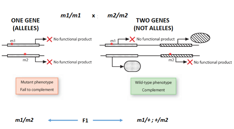 <ul><li><p>Take two homozygous recessive mutants with the same phenotype and cross them.</p></li><li><p>Wild type offspring: Alleles complement each other → mutations are in different genes.</p></li><li><p>Mutant offspring: Alleles fail to complement → mutations are in the same gene.</p></li></ul><p></p>