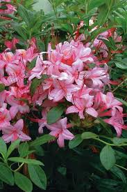 <p><span>Deciduous or evergreen shrub with clusters of brightly colored flowers. Used ornamentally.</span></p>