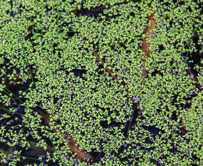 <p>phytoplankton</p>