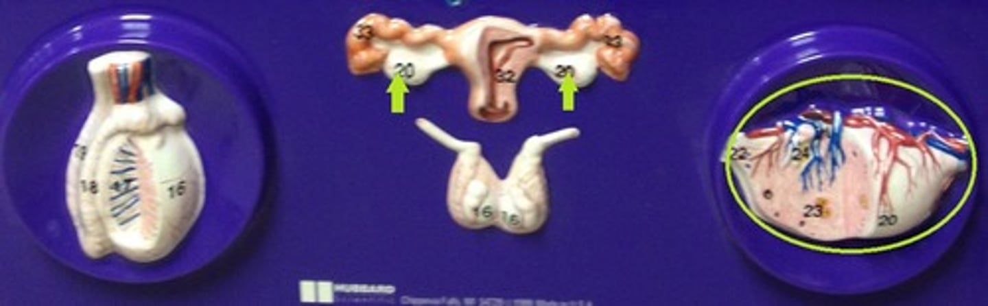<p>Identify the glands (plural).</p>