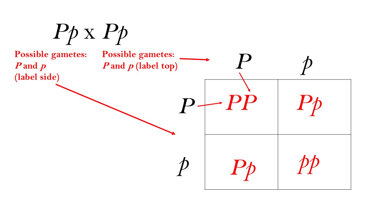 <p>A mating in which the parents differ with respect to the alleles of only one gene of interest. </p>