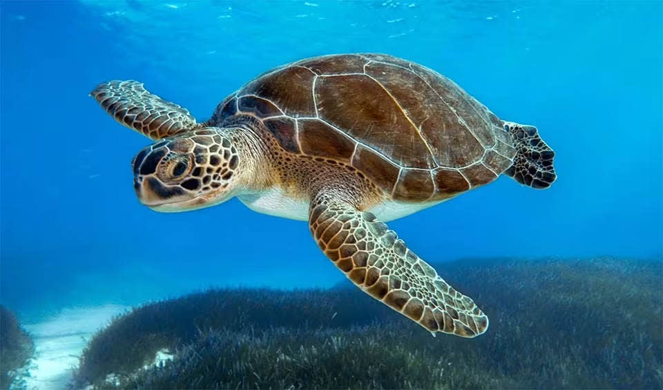 <p>Green sea turtle</p>