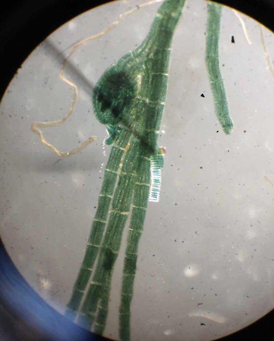 <p>known as red hair algae; a genus of filamentous red algae</p>