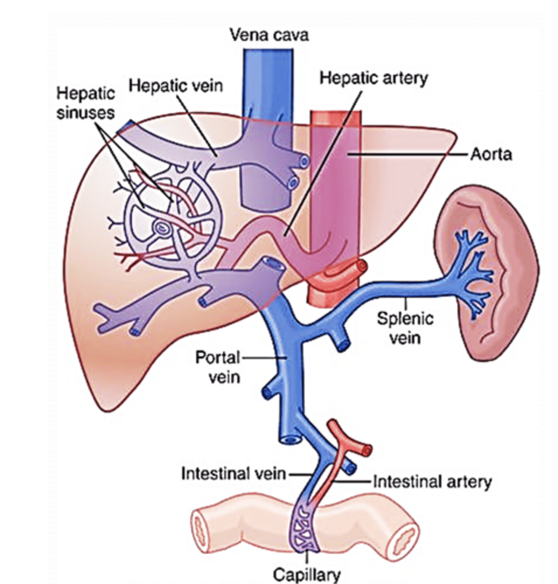 <p>splanchnic circulation:</p>
