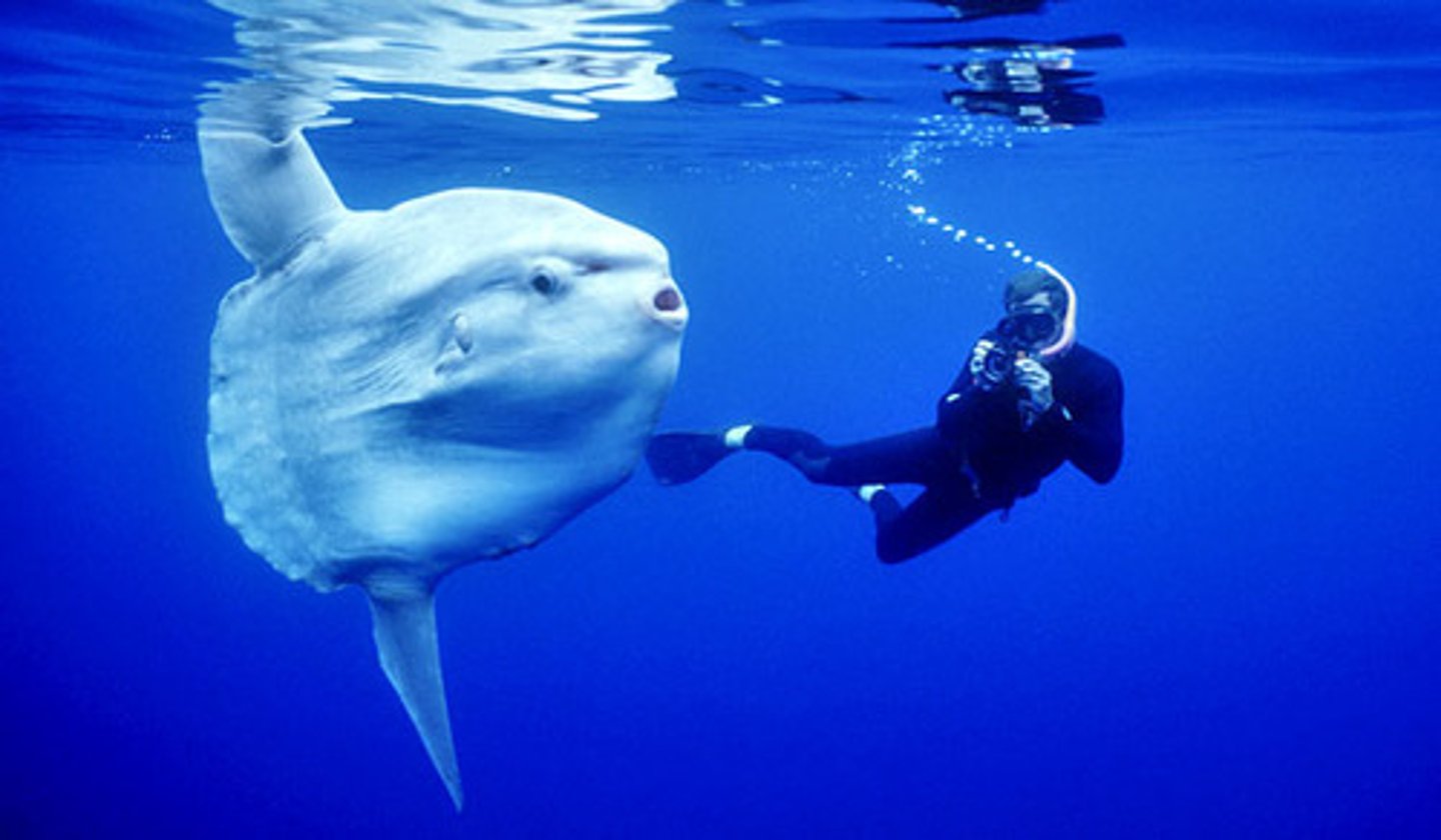<p>Large size, long lifespan, minimal mobility, simple diet, and huge fecundity would characterize the Ocean Sunfish life history</p><p>- lays 300,000,000 eggs A YEAR!</p>