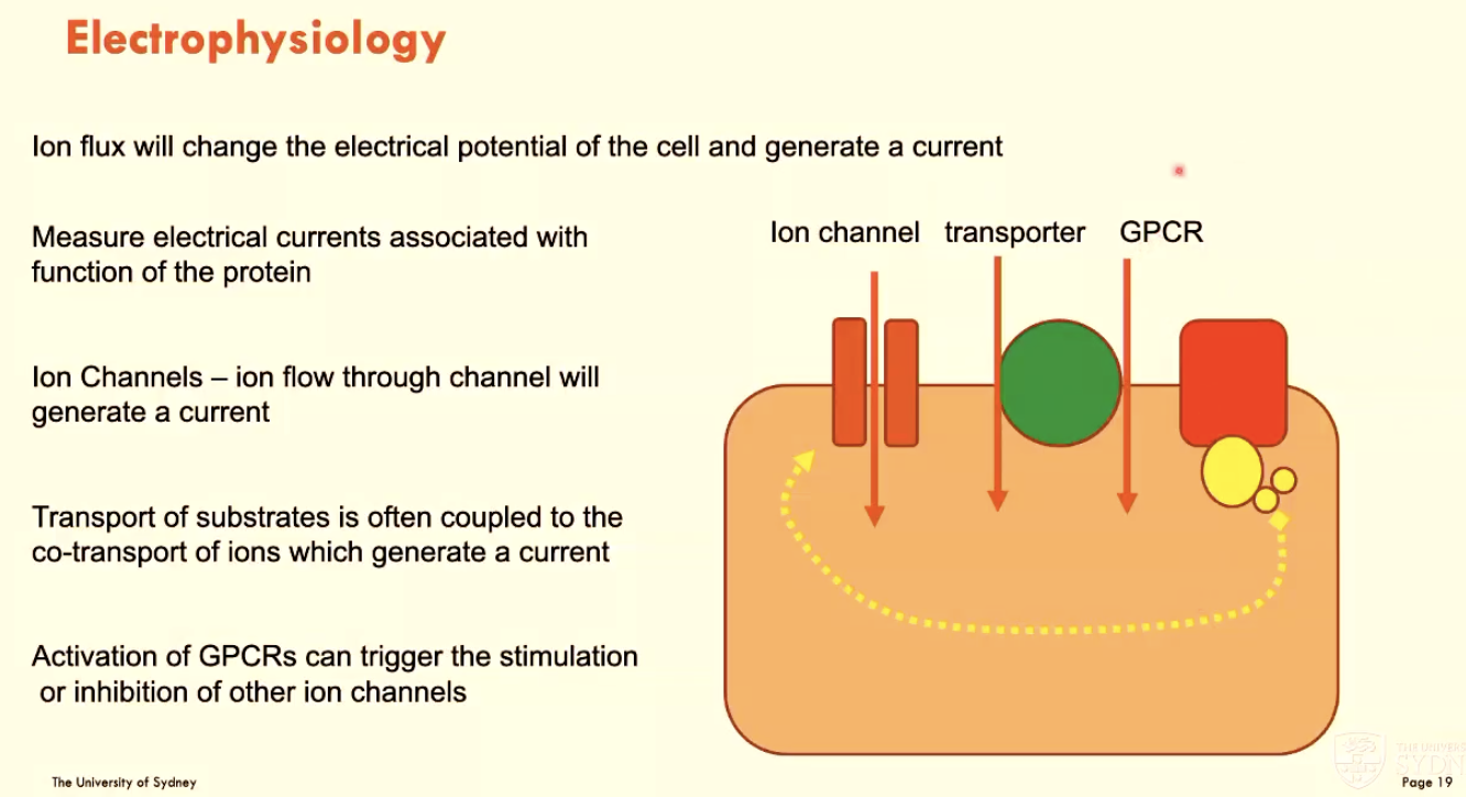 <p>Using ion flux to change the electrical potential of a cell and generate a current</p><ul><li><p>measure electrical currents associated with function of protein</p></li><li><p>activation of GPCRs can trigger stimulation/inhibition of ion channels</p></li></ul><p></p>