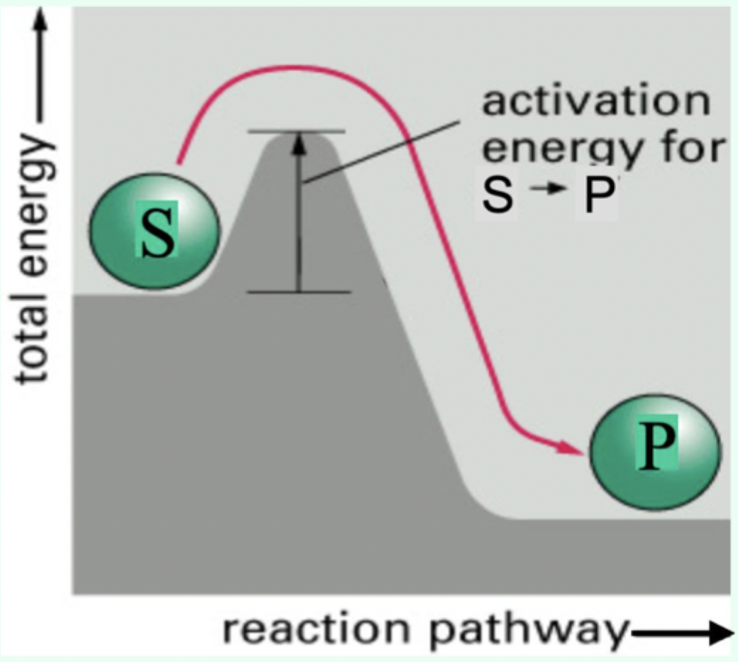<p>The<strong> initial rate/initial velocity</strong> of product formation (measured at the start, before significant product builds up).</p>