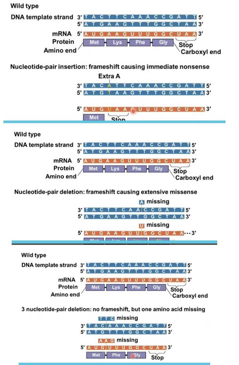 <p>frameshift mutation</p>