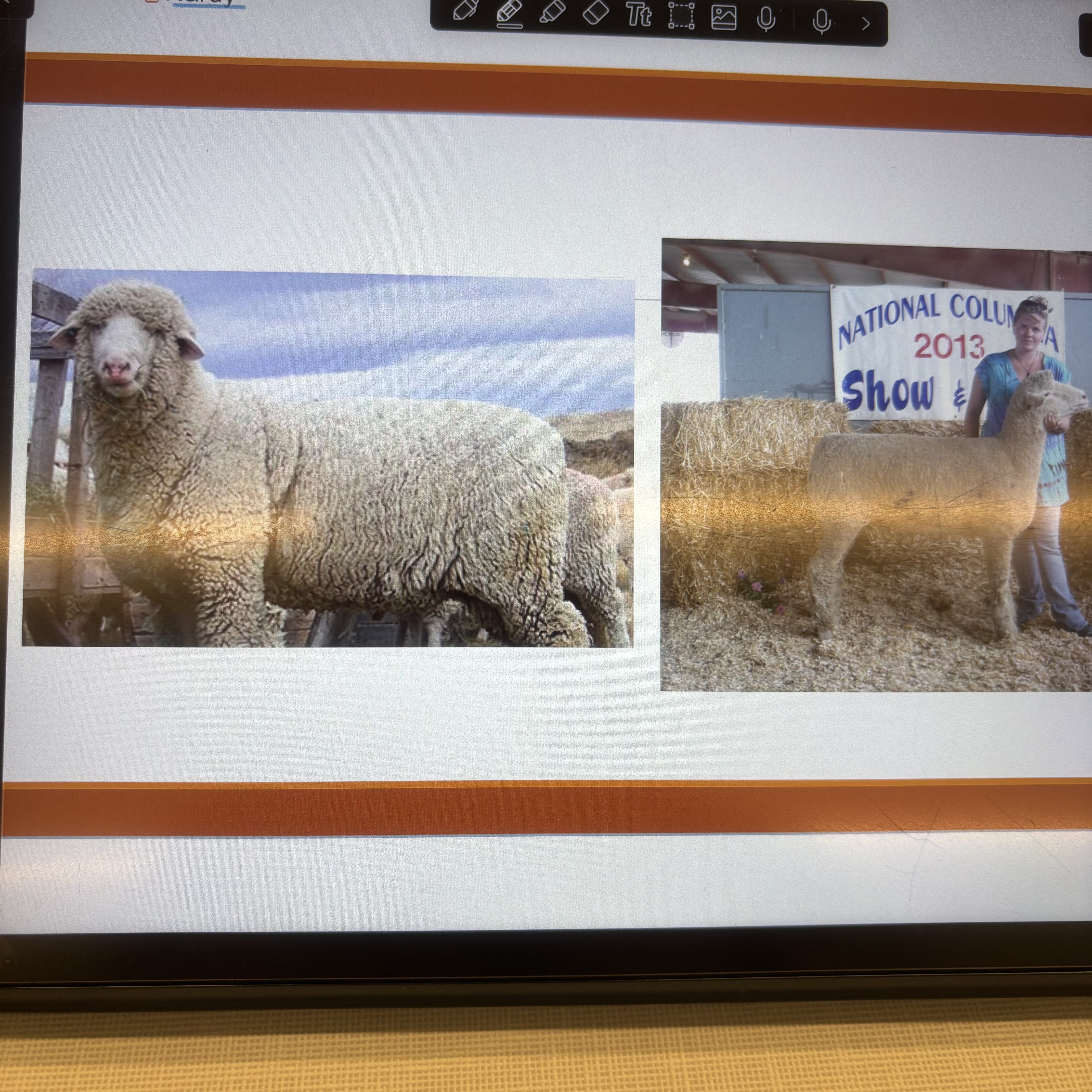 <p>What breed ?</p>