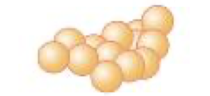 <p>cluster of cocci </p>
