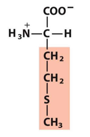 <p>Met, M</p><p>Hydrophobic/Non-polar</p>