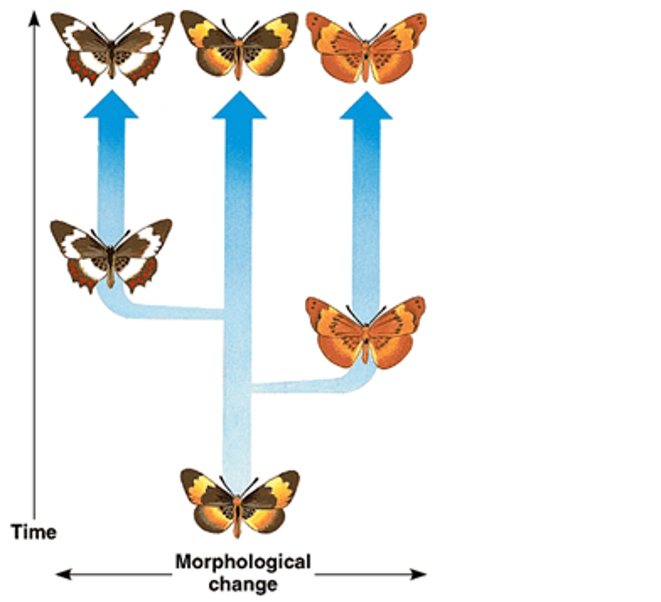 <p>Idea that speciation occurs relatively quickly in rapid bursts (due to environmental change) with long periods of genetic equilibrium in between</p>