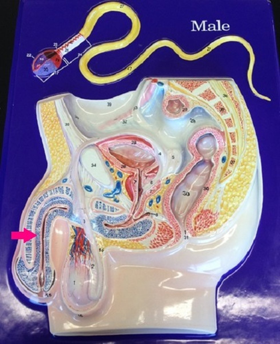 <p>Identify the tissue.</p>