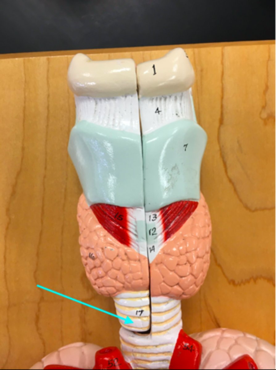 <p>What structure of the heart/lung model is the blue arrow pointing at? (The partial ring structure)</p>