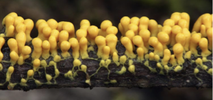 <p>The structures above directly produce:</p><p>A. Zygotes</p><p>B.Gametangia</p><p>C. Gametes</p><p>D. Spores</p>