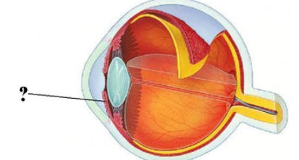 <p><span><span>Identify the indicated structure.</span></span></p>