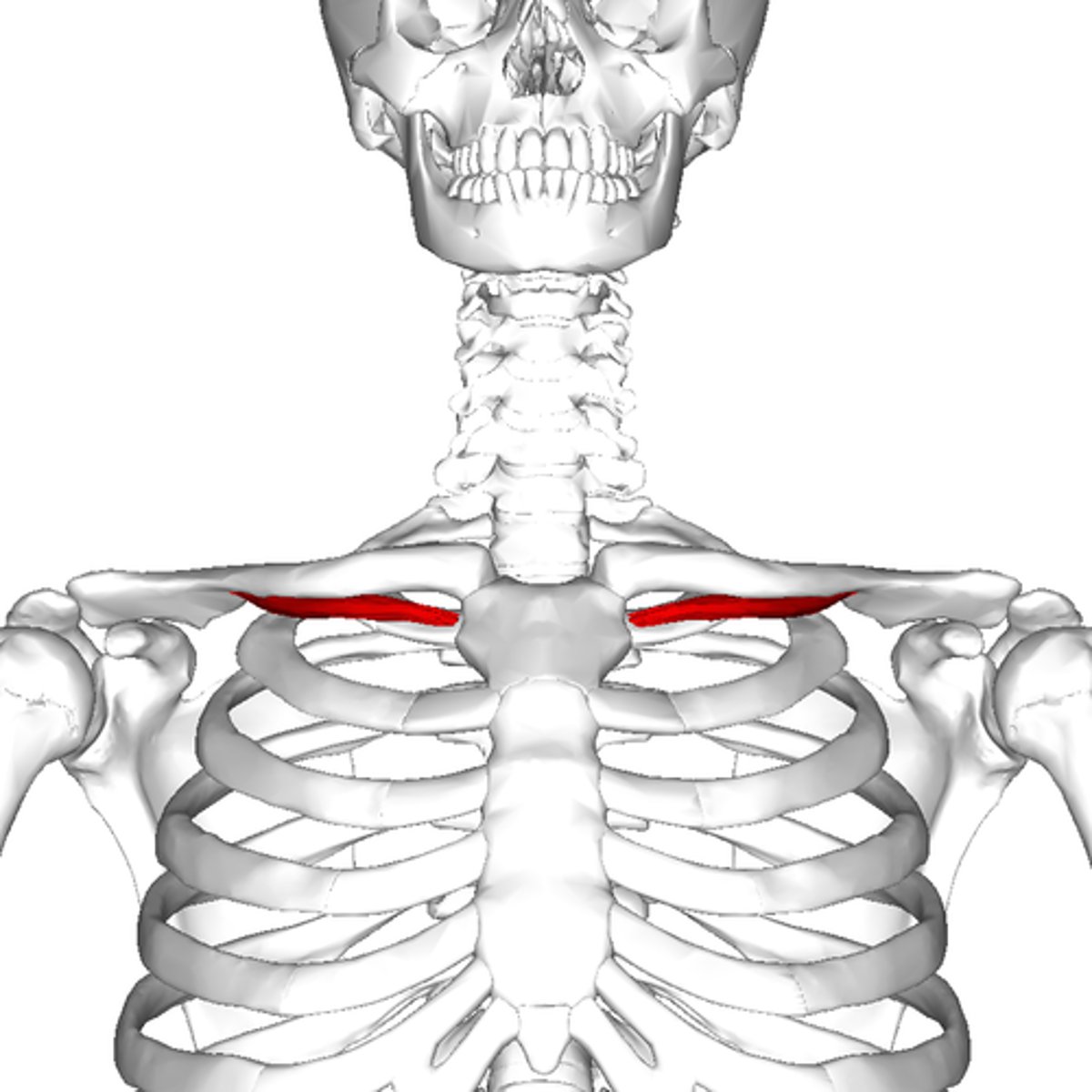 <p>- anchor scapula</p><p>- subclavian groove- artery and nerve run through</p>