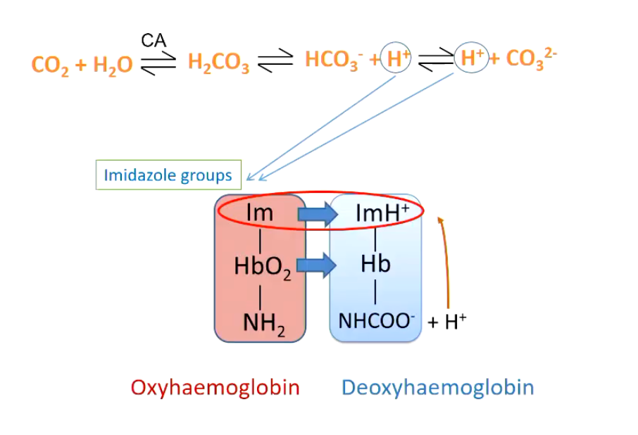 <p><strong>Hemoglobin</strong></p><ul><li><p>Can carry an H+ ion on the Imidazole group of the protein unit (see image)</p></li></ul><p></p>