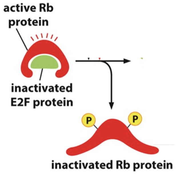 What enzyme catalyzes the reaction shown in this image?