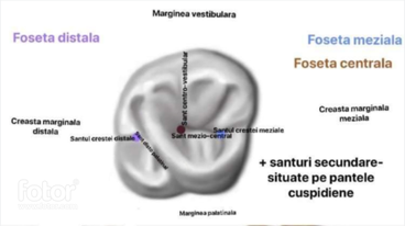 <p>-2 fosete Marginale (M+D)=aspect trangular,dimensiuni reduse, situate la baza crestelor marginale</p><p></p><p>-1 foseta Centrala-larga,profunda,situata intre creasta oblica si traversala</p><p></p><p>1)-un sant principal Centro-Vestibular  - porneste din foseta centrala</p><p>- separa cusp. M-V si D-V</p><p>- trece pe suprafata Vesti. si se termina in foseta vestibulara</p><p></p><p>2)-un sant principal Mezio-Central -porneste din foseta marginala meziala</p><p>-traverseaza creasta transversala</p><p>-se termina in foseta centrala</p><p>-uneori se termina in foseta distala=&gt;sant al crestei oblice</p><p></p><p>3)-santul principal disto-palainal -porneste din foseta distala</p><p>-separa cusp. D-P de creasta oblica</p><p>-trece pe supr. P ,se continua cu  santul palatinal</p><p></p><p>4)-santurile crestelor marginale -au origine in fosetele marginale</p><p>-traverseaza crestele marginale</p><p>-trece pe suprafetele proximale</p><p></p><p>5)-santurile secundare -situate pe pantelle cuspidiene</p>