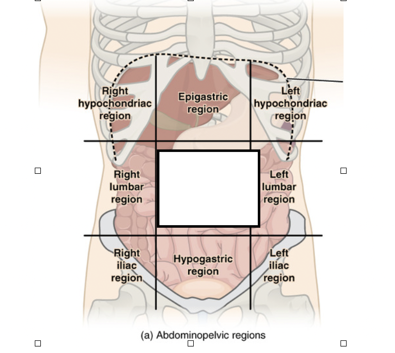 <p>What is this region called?</p>