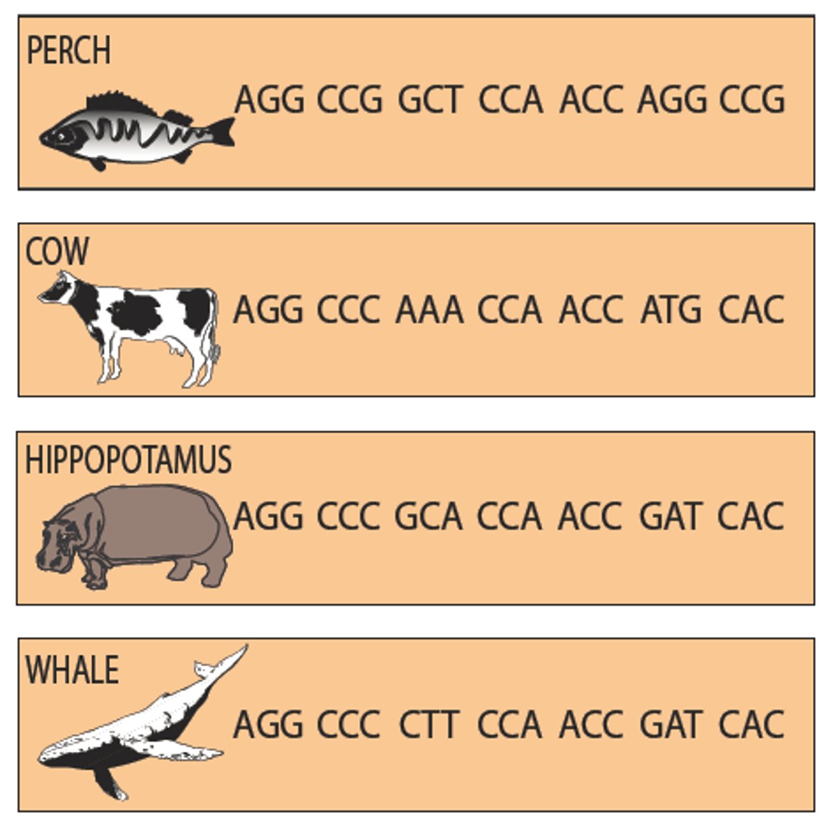 <p>The analysis of DNA sequences and molecules in different sequences. In the sequences of unrelated organisms, only slight differences in the nucleotides exist. And, many of the same molecules are in many different species, called homologous molecules. Among different species, DNA, RNA, ribosomes, same genetic code, same 20 amino acids, and ATP exist. As they all have so many similarities, they must've come from a common ancestor with all of these.</p>