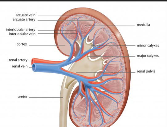 <p>Smaller blood vessels in the outer kidney layer that carry blood away.</p>