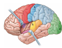 retrieves info on general senses (1)