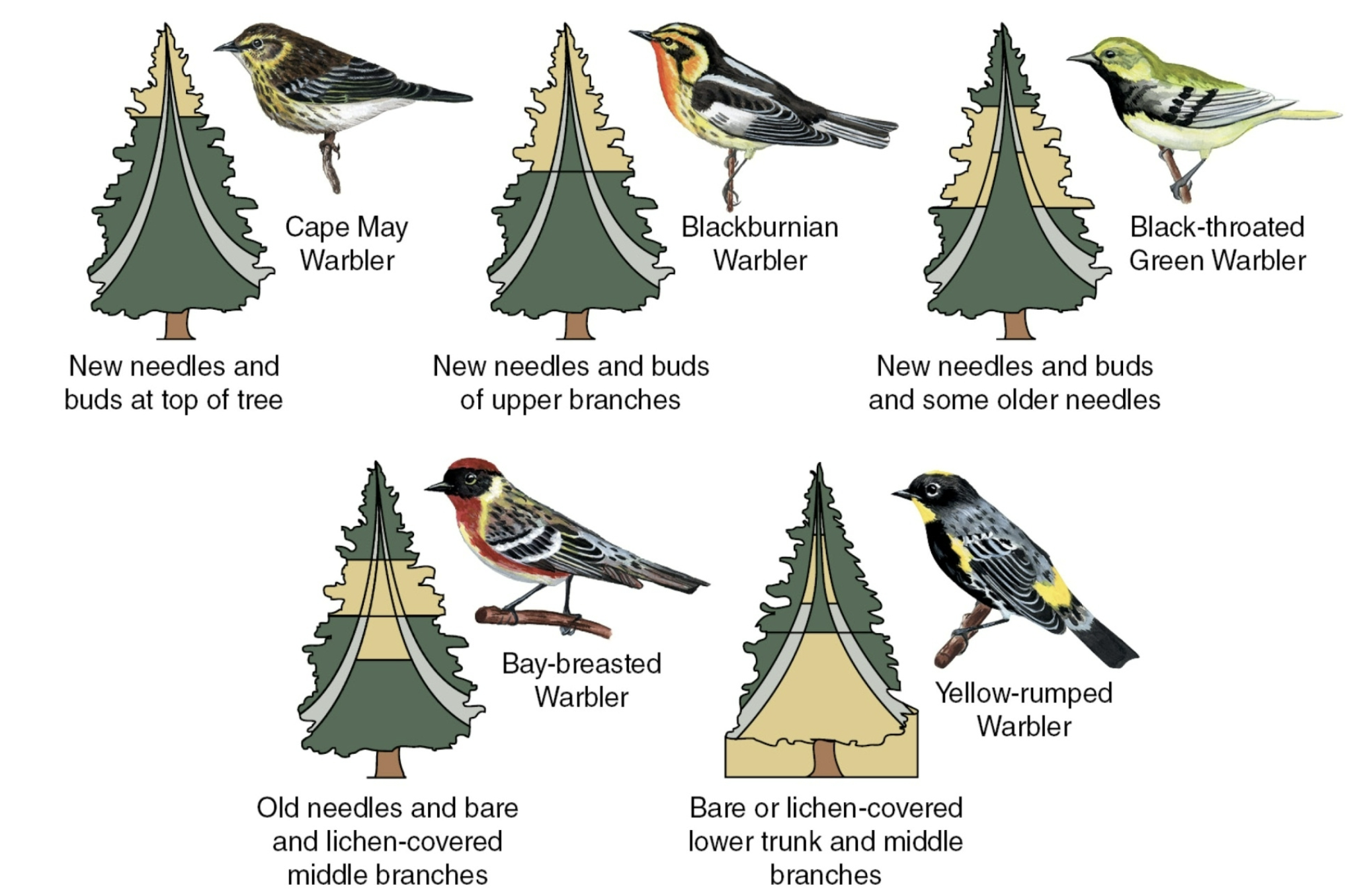 <p>Diving of resources in the presence of other species to reduce competition for the same food sources <strong>but there is still competition happening, as not each species will get its preferred food.</strong></p>