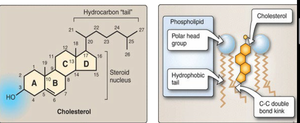<p>What’s the characteristics of cholesterol?</p>