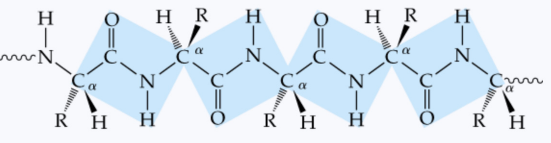 <p>What are the flat, rigid blocks containing Cα–C(=O)–N–H–Cα in a protein chain?</p>